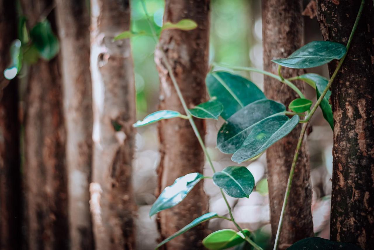 Lunita Jungle Experience Hotel Puerto Morelos Bagian luar foto