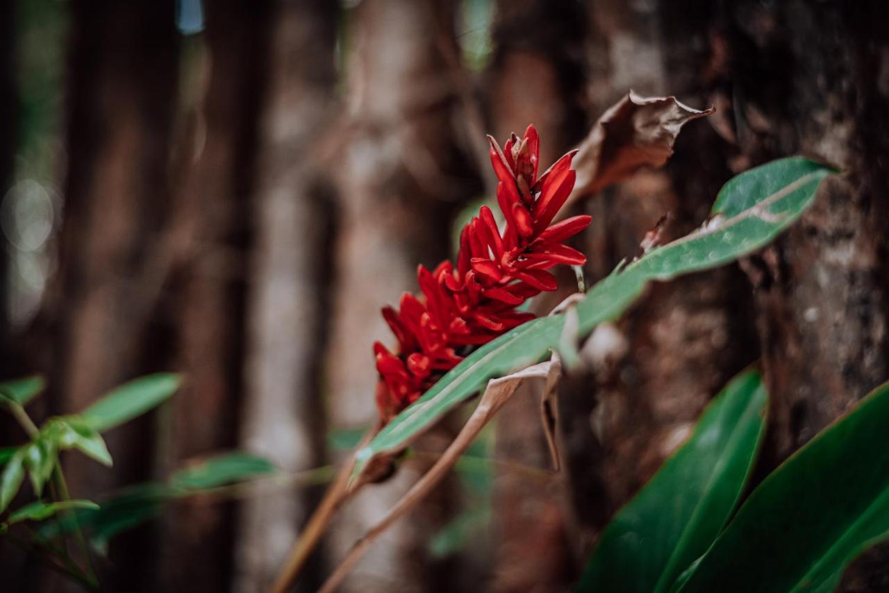 Lunita Jungle Experience Hotel Puerto Morelos Bagian luar foto
